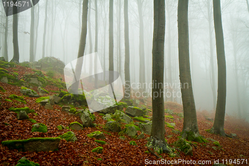 Image of misty forest