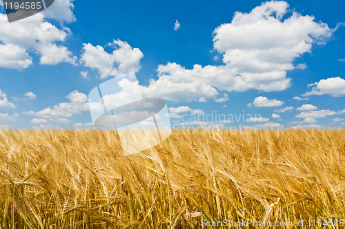 Image of agriculture landscape