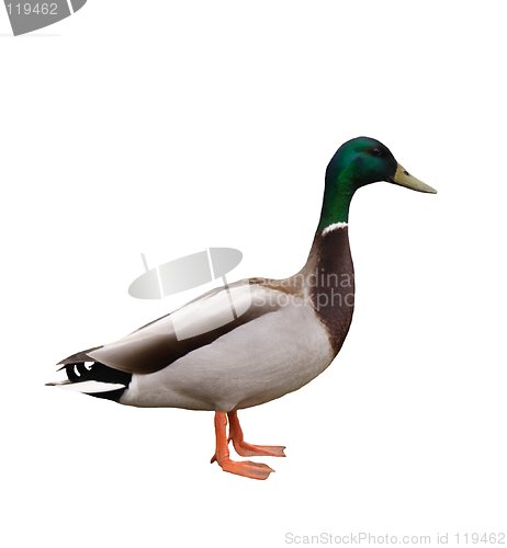 Image of Duck Isolated