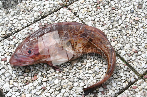 Image of Cod