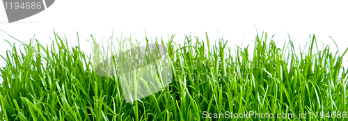 Image of green grass