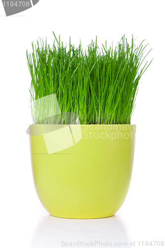 Image of grass in flowerpot