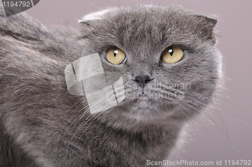 Image of fold ear Scottish cat