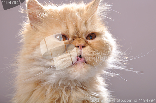 Image of red Persian cat with his tongue out
