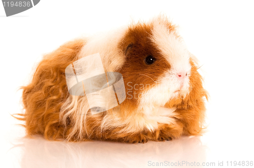 Image of long hair guinea pig