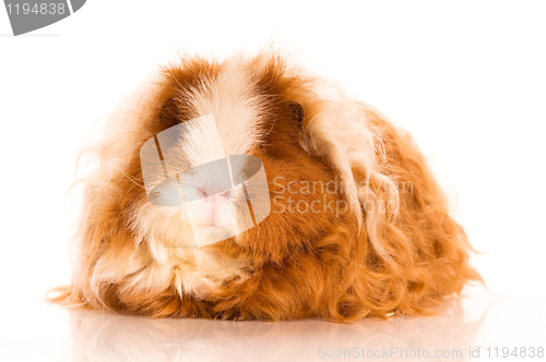 Image of long hair guinea pig