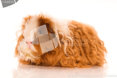 Image of long hair guinea pig