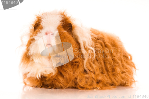 Image of long hair guinea pig