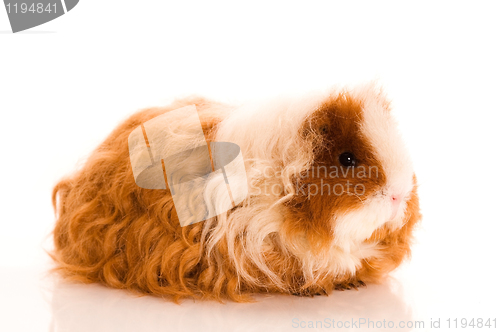 Image of long hair guinea pig