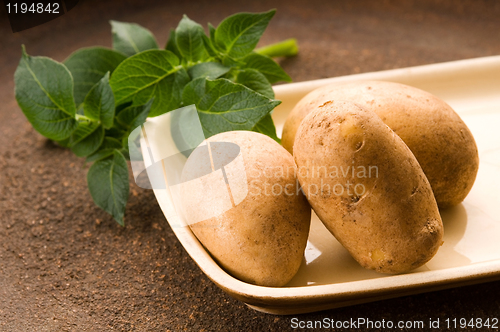 Image of New potato and green dill