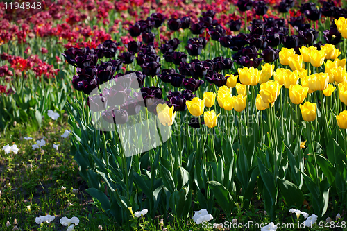 Image of Yellow and vinous tulips