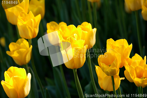 Image of Yellow tulips close-up