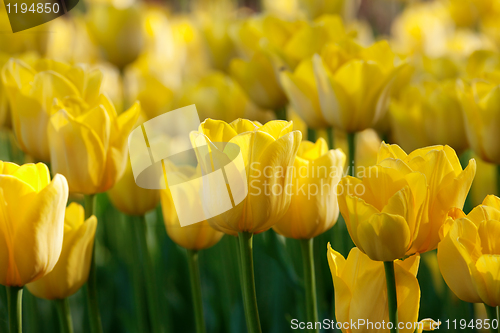 Image of Yellow tulips