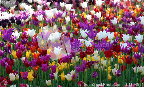 Image of Multicolor tulips background