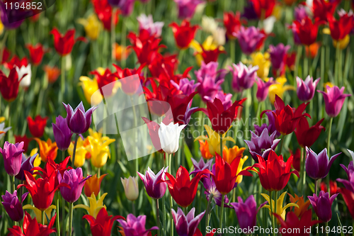 Image of Multicolor tulips background