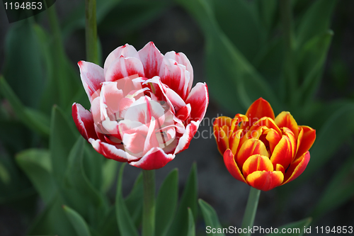 Image of Two tulip buds close-up