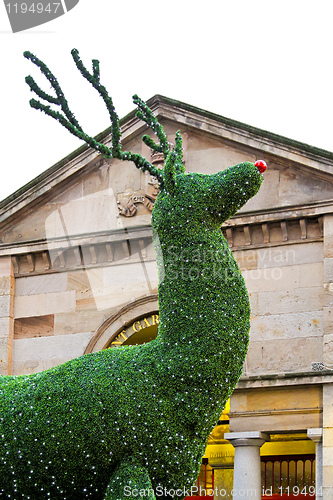 Image of Evergreen deer