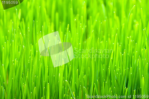 Image of Wheat grass