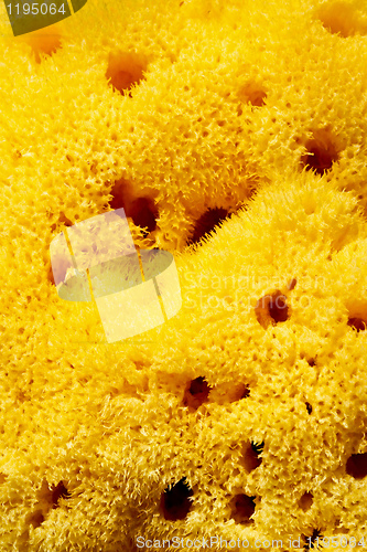 Image of Sponge pattern