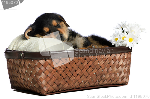 Image of Sleeping Puppy