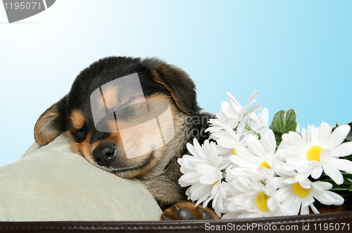 Image of Puppy