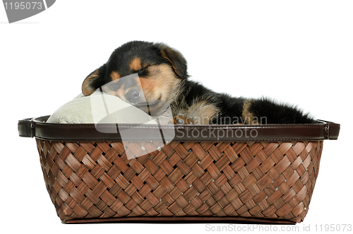 Image of Puppy Dog