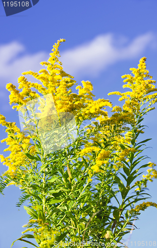 Image of Goldenrod plant