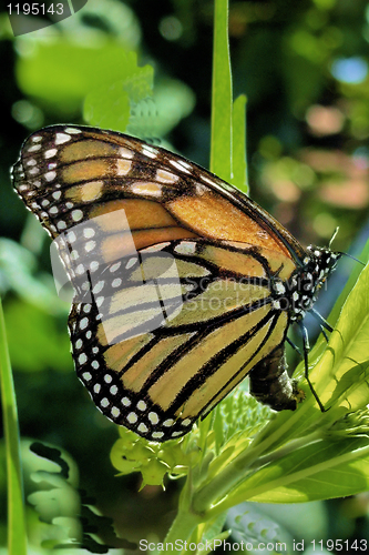 Image of Monarch Butterfly laying eggs