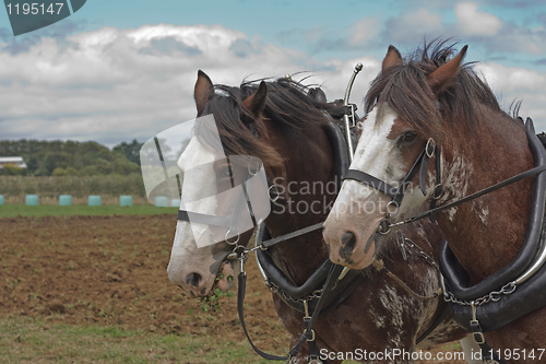 Image of A pair of horses