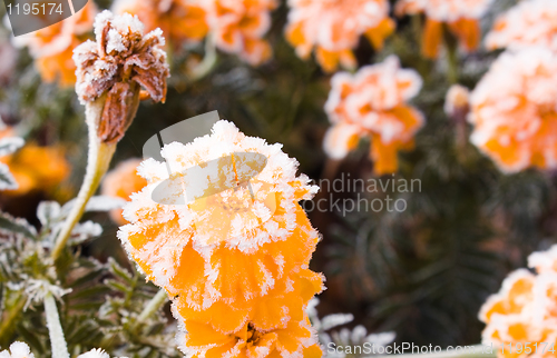 Image of The stood flower