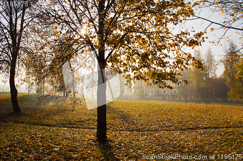 Image of Autumn in park