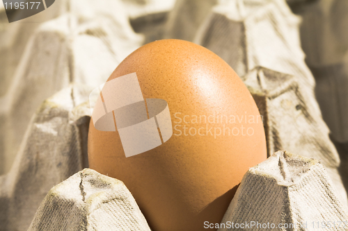 Image of Egg