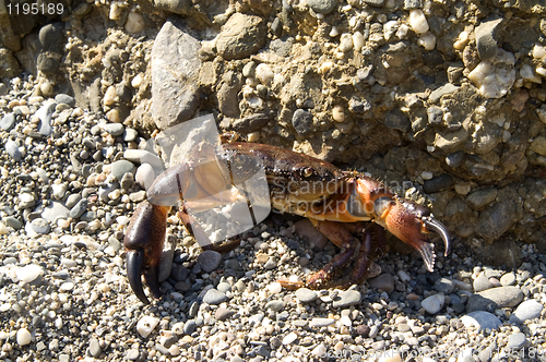 Image of Crab on the pebbles