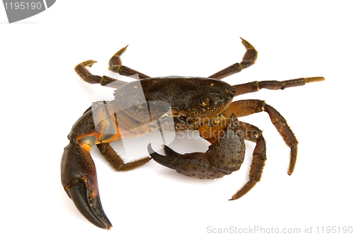 Image of Crab on white background