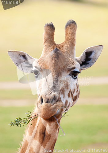 Image of african giraffe up close