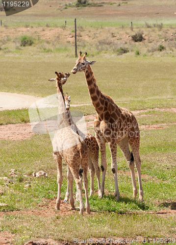 Image of african giraffe up close