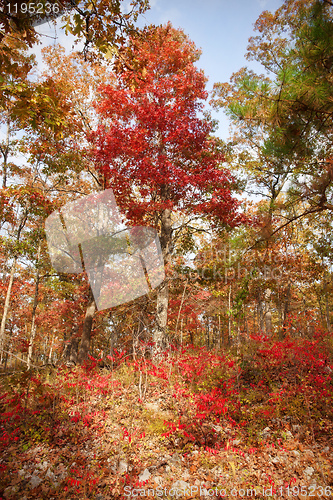 Image of red tree in autumn forest