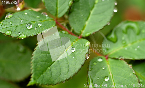 Image of water drops on leaves