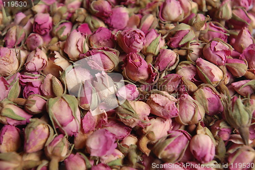 Image of Rose buds