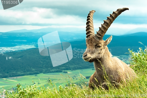 Image of Wild animal (goat) against mountains