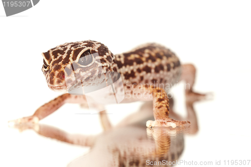 Image of Gecko with reflection on white