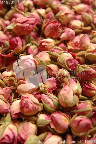 Image of Rose buds