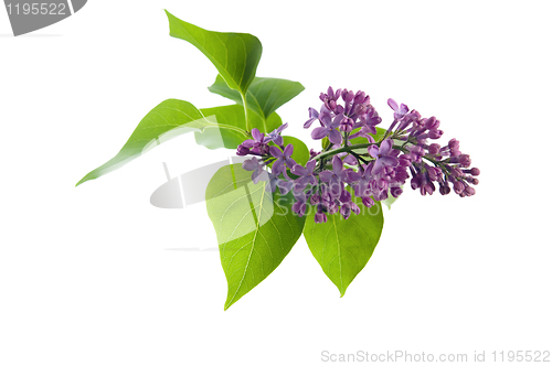 Image of Bouquet of a lilac