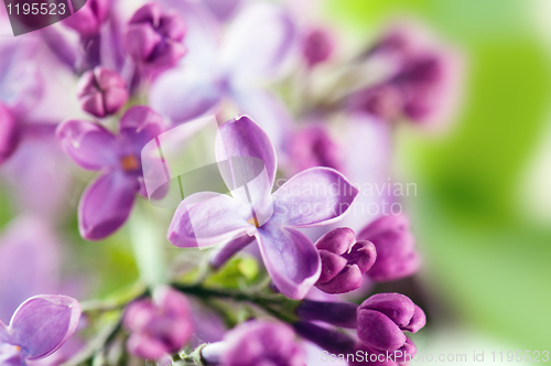 Image of Bouquet of a lilac