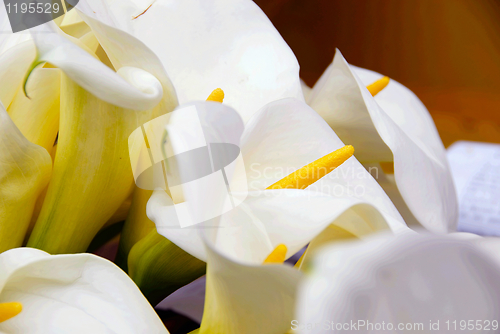 Image of Cala lily bunch