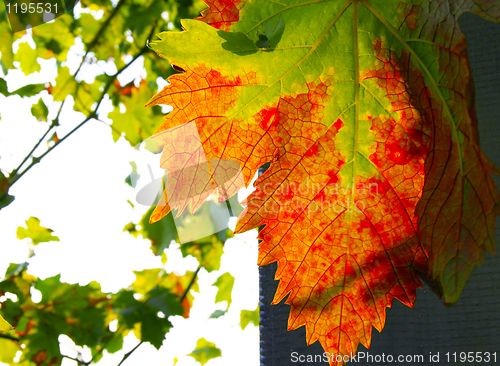 Image of Autumn grape leaf