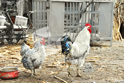 Image of Hens in rustic farm yard