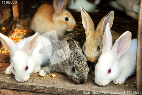 Image of Bunny Rabbits family