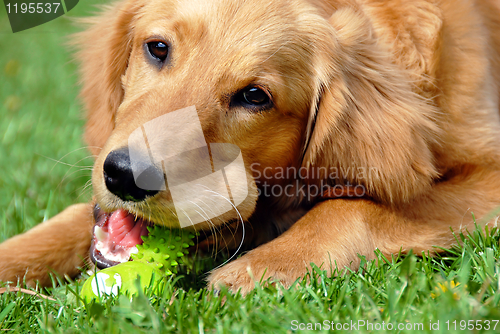 Image of Golden retriever with toy