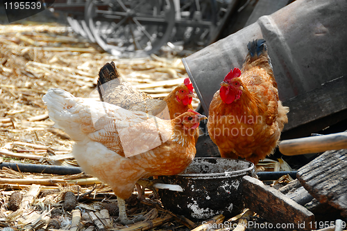 Image of Hens in rustic farm yard